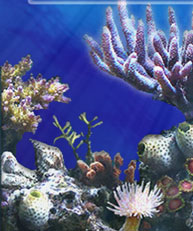 plongée corail madagascar