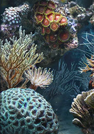 corail, subergorgia, favites