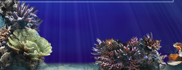 corail fonds marins madagascar, corail, anémones, gorgonnes, mollusques, poissons, doris, himerometra
